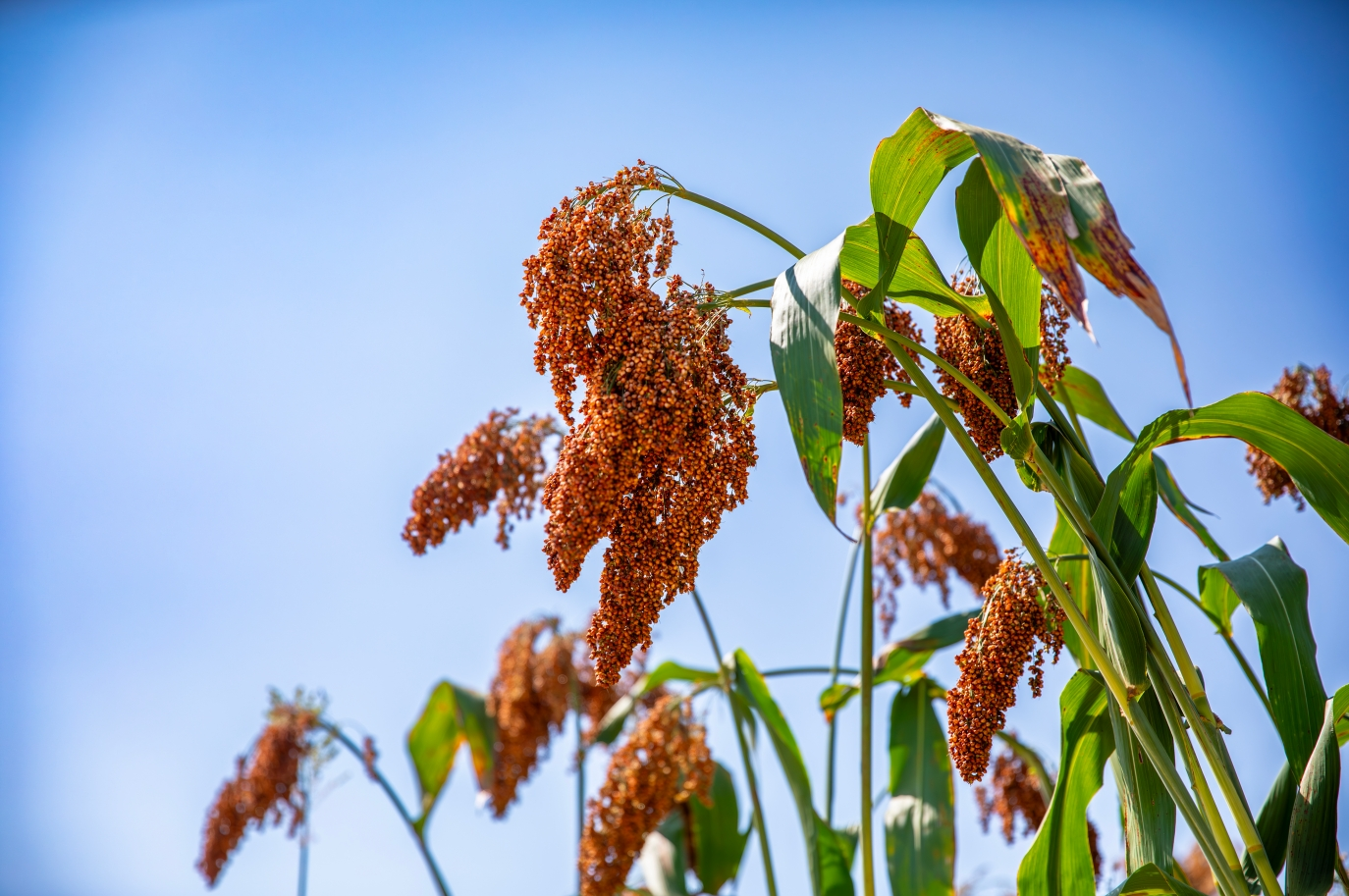 茅台红缨子高粱赋