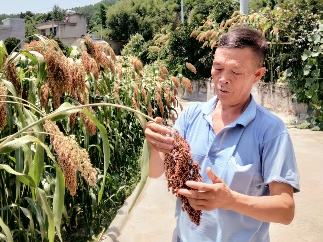 【匠心梁农】穗头重如山：黄世前的高粱种植秘诀